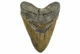 Serrated, Fossil Megalodon Tooth - North Carolina #340847-1